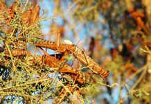 locusts