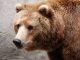 APT29 cyberattack, russia report