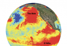 Fig. 1 Sea surface temperature anomaly made using NOAA satellite data from July 1, 2015. A strong El Nino year and Blob co-occurred in the Pacific Ocean, creating warmer than usual temperatures (seen in red, orange, and yellow).