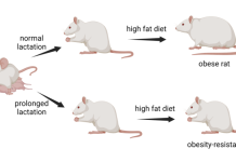 Figure 1. Rats with prolonged lactation are protected against high-fat diet-induced obesity.