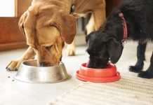 Two cute dogs eating dinner from their food bowls on the floor of their home