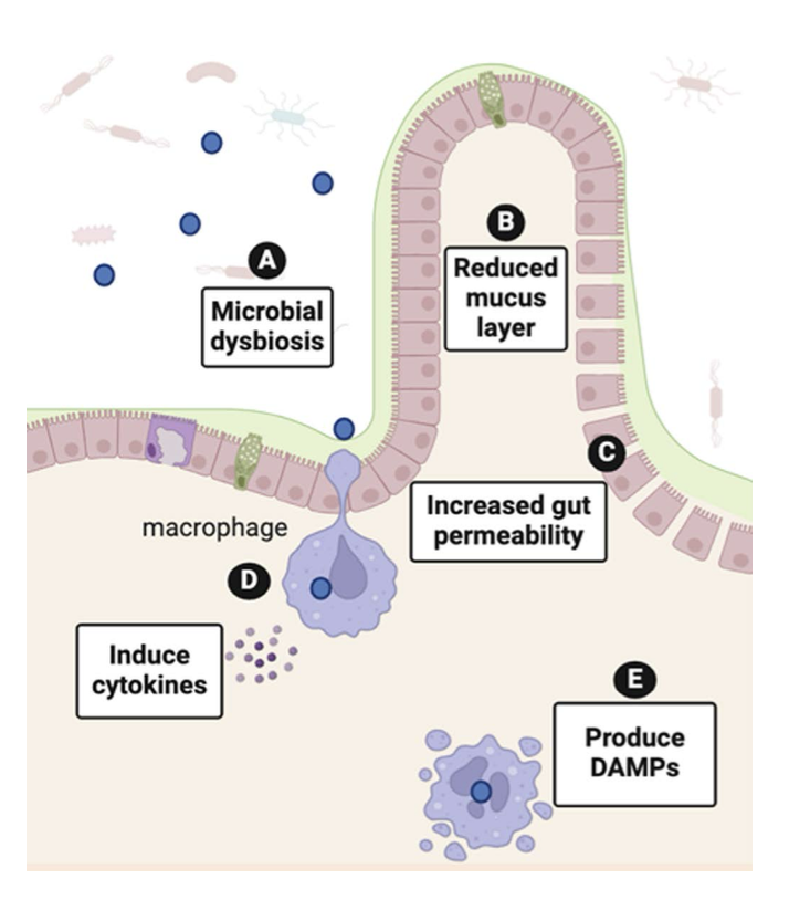 Figure 2: Effects of nanoplastics (NPs) in the gut. NPs can: (A) alter the local microbiota community leading to dysbiosis; (B) reduce the mucus layer lining the gut; (C) increase gut permeability; (D) activate macrophages in the gut lining to secrete pro-inflammatory cytokines; and (E) induce expression of damage-associated molecular patterns (DAMPs), a signal that activates pro-inflammatory responses in the gut. Blue dots represent NPs. Figure created using BioRender.com.